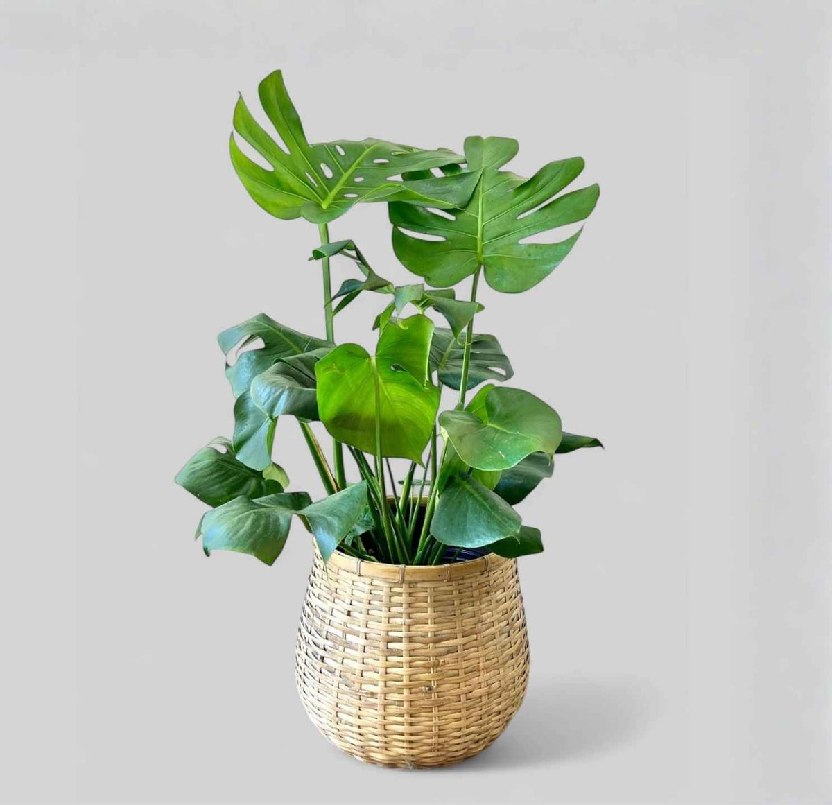 Monstera Deliciosa